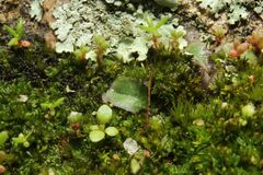 Riccia cartilaginosa
