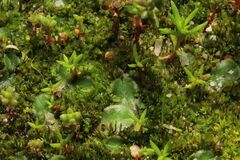 Riccia cartilaginosa