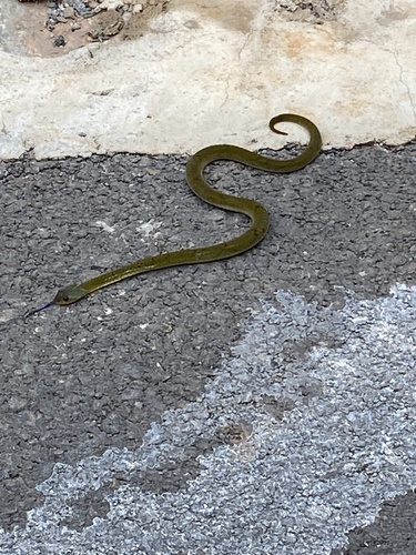 Forest Night Adder