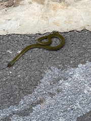 Causus lichtensteinii