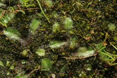Riccia cartilaginosa