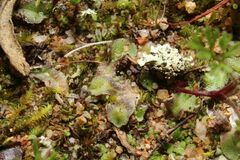 Riccia crassa