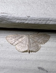 Scopula despoliata