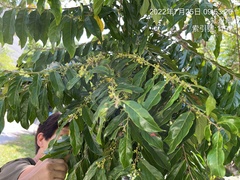 Glochidion philippicum