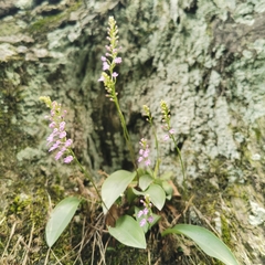 Hemipilia gracilis