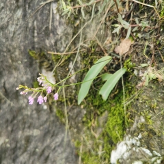 Hemipilia gracilis