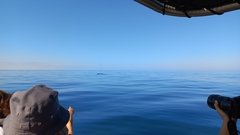 Balaenoptera borealis