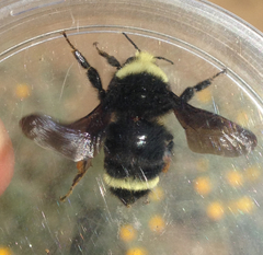 Bombus vosnesenskii