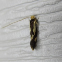 Isocorypha mediostriatella