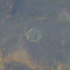 Patiriella regularis