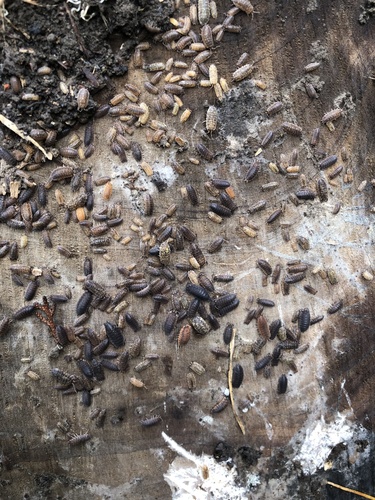 Common rough woodlouse