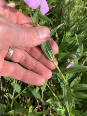 Rhexia mariana ventricosa