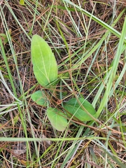 Carphephorus odoratissimus