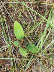 Carphephorus odoratissimus