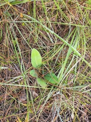 Carphephorus odoratissimus