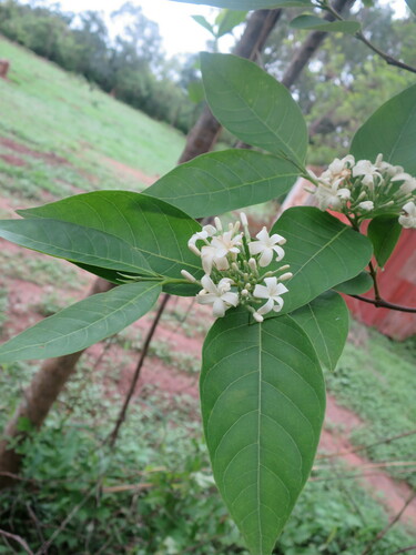 Image of Holarrhena floribunda by no rights reserved