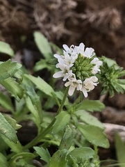 Phyllopodium rustii