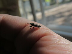 Pyrrhocoris marginatus