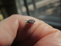 Pyrrhocoris marginatus