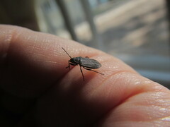 Pyrrhocoris marginatus