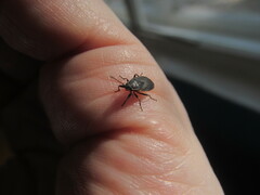 Pyrrhocoris marginatus