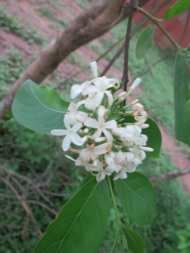 Image of Holarrhena floribunda by no rights reserved