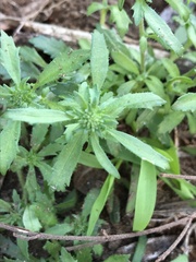 Phyllopodium rustii