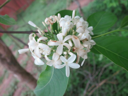 Image of Holarrhena floribunda by no rights reserved
