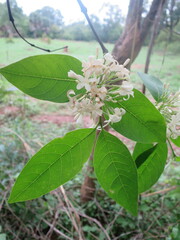 Holarrhena floribunda