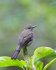 Myiotheretes fumigatus