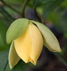 Magnolia champaca