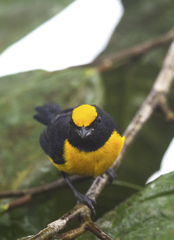 Euphonia saturata