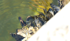 Mytilus