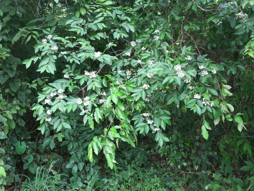 False rubber tree (Holarrhena floribunda)