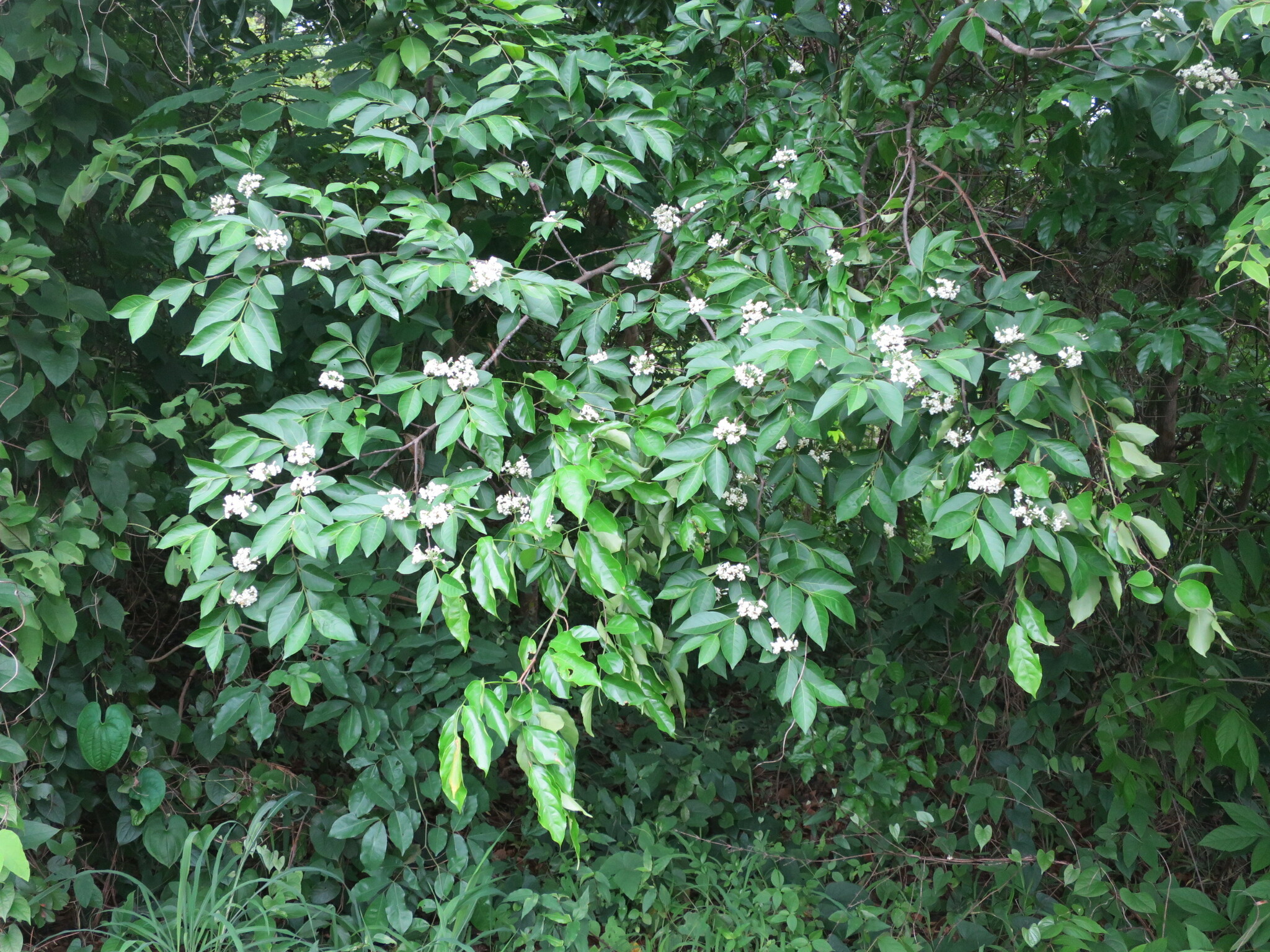 False Rubber Tree (Holarrhena floribunda)