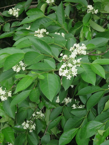 Image of Holarrhena floribunda by no rights reserved