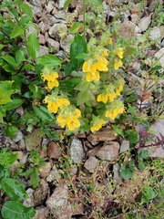 Rhynchocorys orientalis