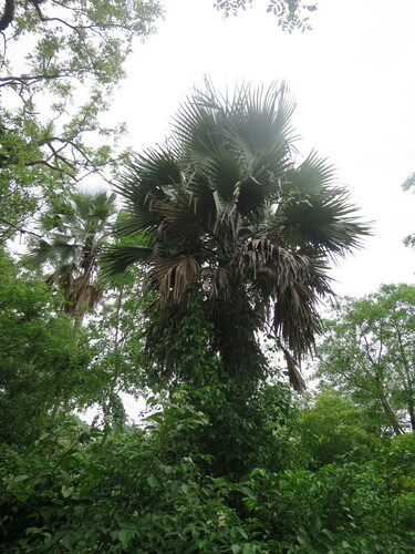 Image of Borassus akeassii by no rights reserved