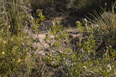 Melaleuca cowleyae