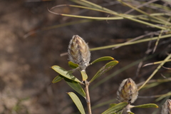Melaleuca cowleyae