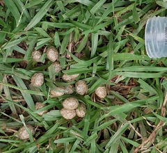 Lepus sinensis formosus