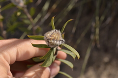 Melaleuca cowleyae