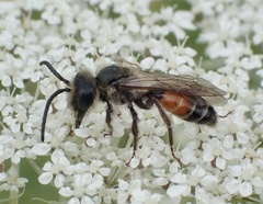 Andrena rosae