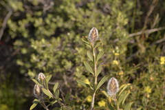 Melaleuca cowleyae