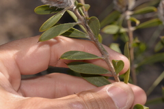 Melaleuca cowleyae