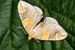 Eulithis pyropata