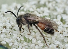 Andrena rosae