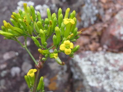 Kalanchoe sexangularis