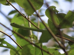 Philothamnus natalensis