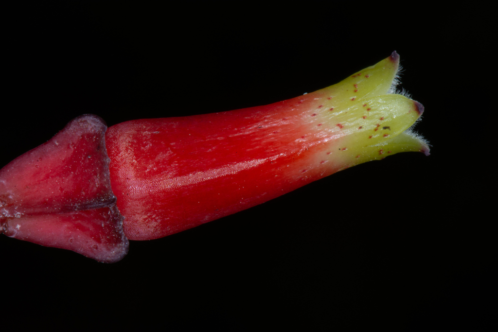 Macleania maldonadensis